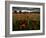 Einu-Tim Kahane-Framed Photographic Print