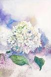 Watercolor White Hydrangea-Eisfrei-Art Print