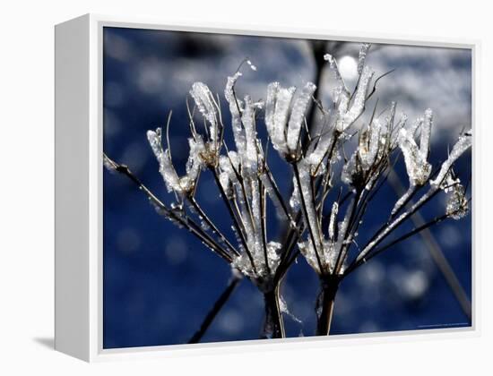 Eiskristalle Bedeckt Am Donnerstag, 2 November 2006-Winfried Rothermel-Framed Premier Image Canvas