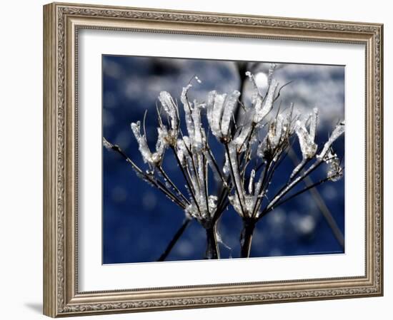 Eiskristalle Bedeckt Am Donnerstag, 2 November 2006-Winfried Rothermel-Framed Photographic Print