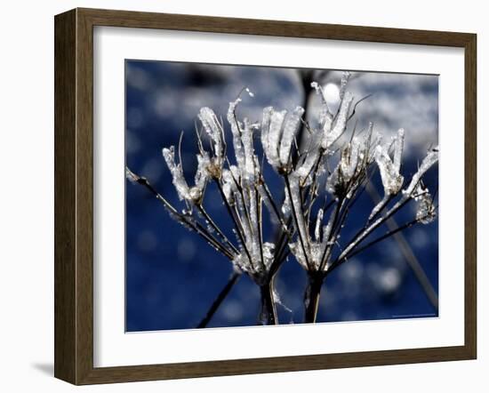 Eiskristalle Bedeckt Am Donnerstag, 2 November 2006-Winfried Rothermel-Framed Photographic Print