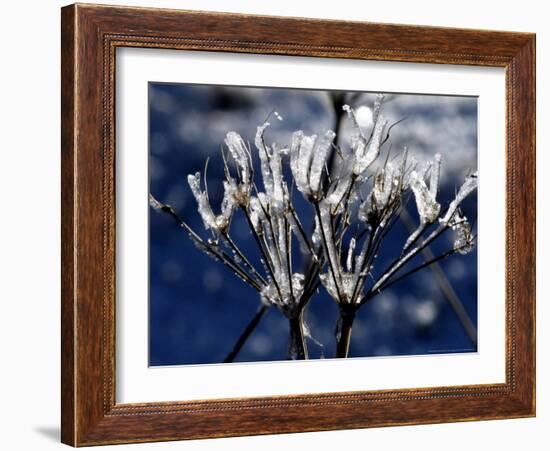 Eiskristalle Bedeckt Am Donnerstag, 2 November 2006-Winfried Rothermel-Framed Photographic Print