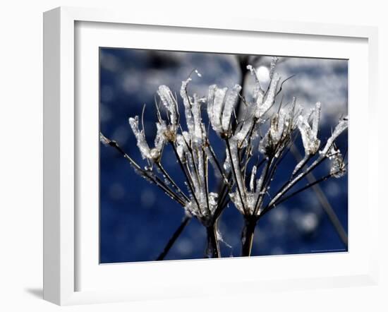 Eiskristalle Bedeckt Am Donnerstag, 2 November 2006-Winfried Rothermel-Framed Photographic Print