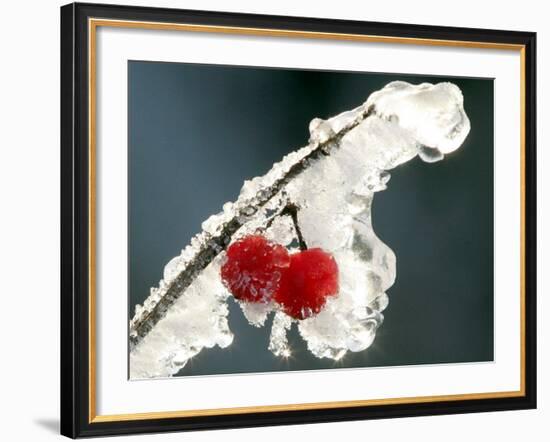 Eisverkrustete Fruechte Eines 'Gemeinen Schneeball' Strauches-null-Framed Photographic Print