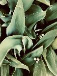 Green Tropical Background, Plant Leaves, Textures.-Ekaterina Mesilova-Mounted Photographic Print