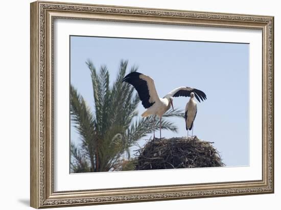 El Badi Palace, Marrakech. 1578. Stork's Nest-Natalie Tepper-Framed Photo