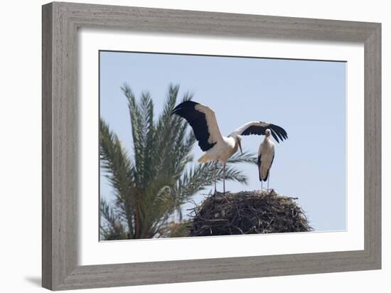 El Badi Palace, Marrakech. 1578. Stork's Nest-Natalie Tepper-Framed Photo