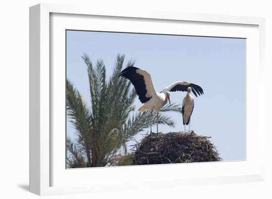 El Badi Palace, Marrakech. 1578. Stork's Nest-Natalie Tepper-Framed Photo