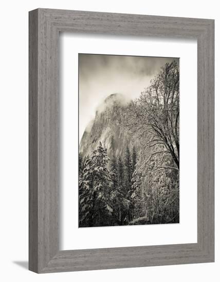 El Capitan and black oak in winter, Yosemite National Park, California, USA-Russ Bishop-Framed Photographic Print