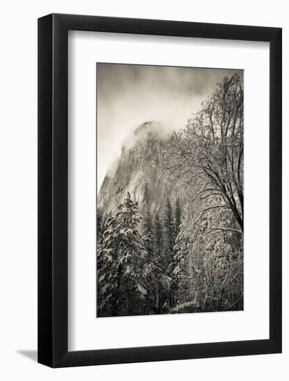 El Capitan and black oak in winter, Yosemite National Park, California, USA-Russ Bishop-Framed Photographic Print