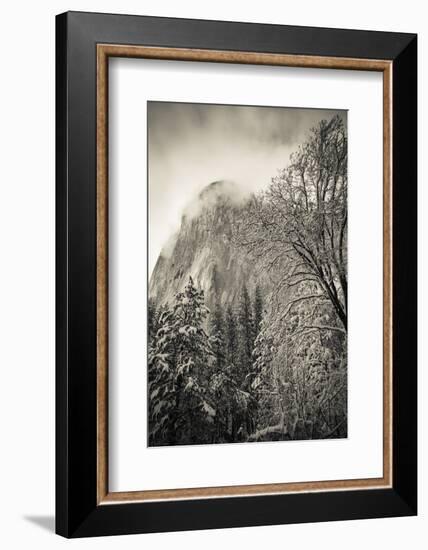 El Capitan and black oak in winter, Yosemite National Park, California, USA-Russ Bishop-Framed Photographic Print