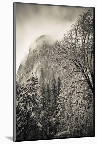 El Capitan and black oak in winter, Yosemite National Park, California, USA-Russ Bishop-Mounted Photographic Print