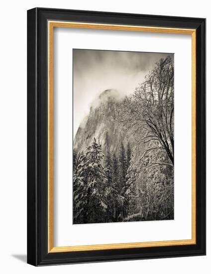 El Capitan and black oak in winter, Yosemite National Park, California, USA-Russ Bishop-Framed Photographic Print