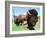 El Duque, Right, a 7-Year-Old Bison Weighing Nearly 2,000 Pounds, Contemplates His Share of Grain-Nancy Palmieri-Framed Photographic Print