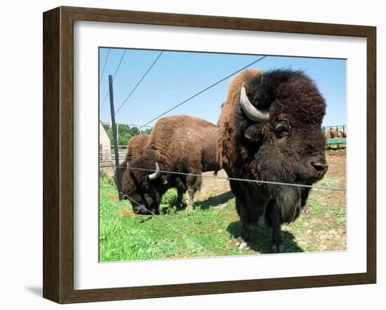 El Duque, Right, a 7-Year-Old Bison Weighing Nearly 2,000 Pounds, Contemplates His Share of Grain-Nancy Palmieri-Framed Photographic Print