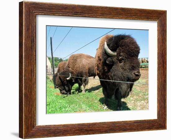 El Duque, Right, a 7-Year-Old Bison Weighing Nearly 2,000 Pounds, Contemplates His Share of Grain-Nancy Palmieri-Framed Photographic Print