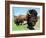 El Duque, Right, a 7-Year-Old Bison Weighing Nearly 2,000 Pounds, Contemplates His Share of Grain-Nancy Palmieri-Framed Photographic Print