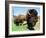 El Duque, Right, a 7-Year-Old Bison Weighing Nearly 2,000 Pounds, Contemplates His Share of Grain-Nancy Palmieri-Framed Photographic Print