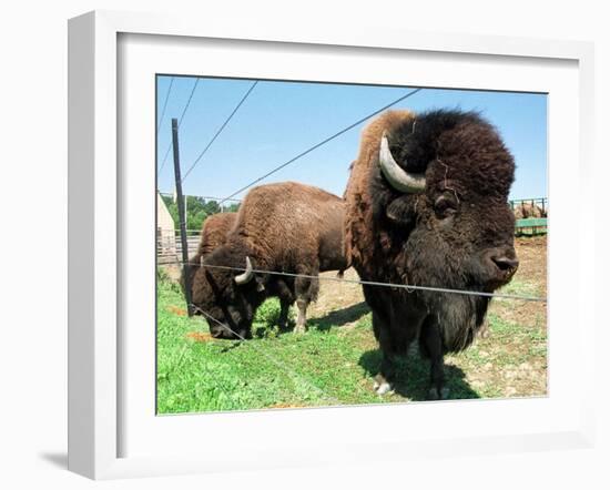 El Duque, Right, a 7-Year-Old Bison Weighing Nearly 2,000 Pounds, Contemplates His Share of Grain-Nancy Palmieri-Framed Photographic Print