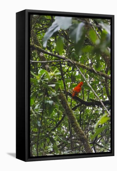 El Gallito de las Rocas O Tunqui (Rupicola Peruviana), Guyana-Keren Su-Framed Premier Image Canvas