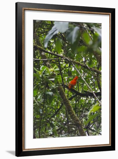 El Gallito de las Rocas O Tunqui (Rupicola Peruviana), Guyana-Keren Su-Framed Photographic Print