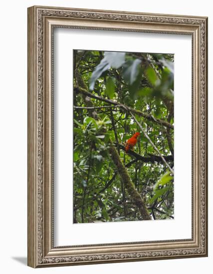 El Gallito de las Rocas O Tunqui (Rupicola Peruviana), Guyana-Keren Su-Framed Photographic Print