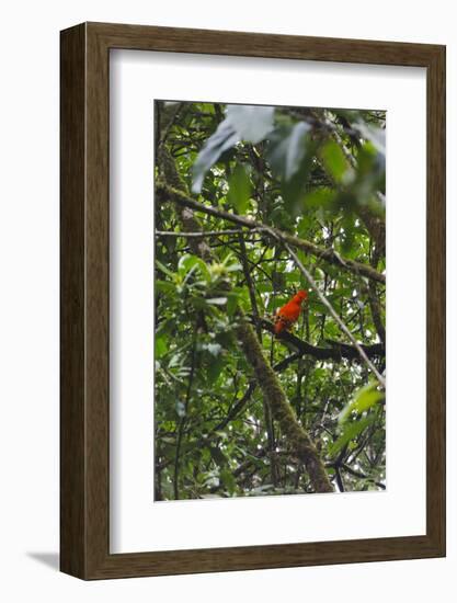 El Gallito de las Rocas O Tunqui (Rupicola Peruviana), Guyana-Keren Su-Framed Photographic Print