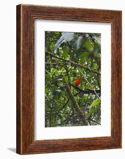 El Gallito de las Rocas O Tunqui (Rupicola Peruviana), Guyana-Keren Su-Framed Photographic Print