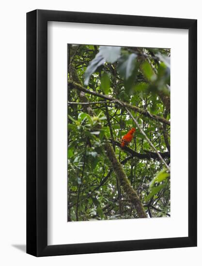 El Gallito de las Rocas O Tunqui (Rupicola Peruviana), Guyana-Keren Su-Framed Photographic Print