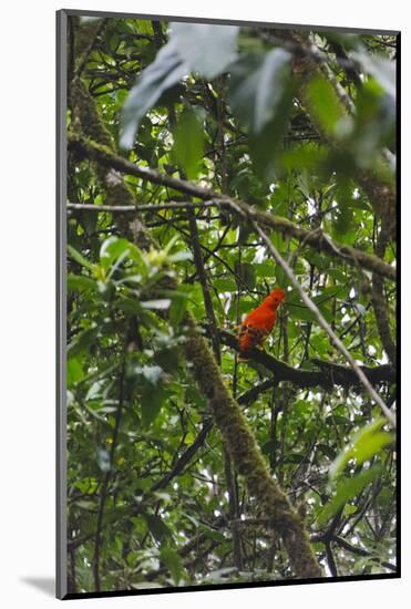 El Gallito de las Rocas O Tunqui (Rupicola Peruviana), Guyana-Keren Su-Mounted Photographic Print