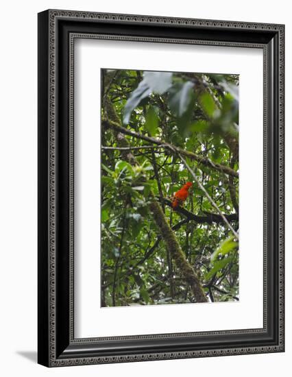 El Gallito de las Rocas O Tunqui (Rupicola Peruviana), Guyana-Keren Su-Framed Photographic Print