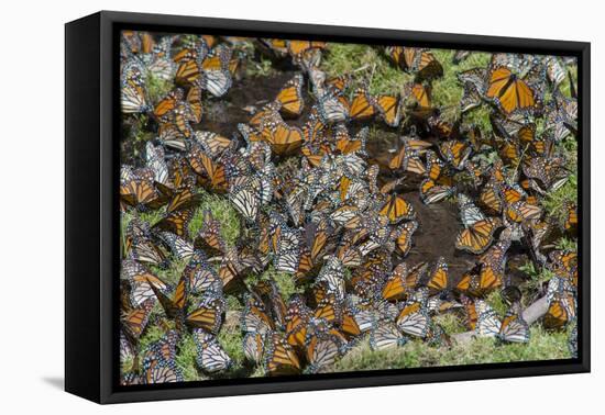 El Rosario Butterfly Reserve, Mexico-Howie Garber-Framed Premier Image Canvas