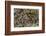 El Rosario Butterfly Reserve, Mexico-Howie Garber-Framed Photographic Print