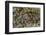 El Rosario Butterfly Reserve, Mexico-Howie Garber-Framed Photographic Print