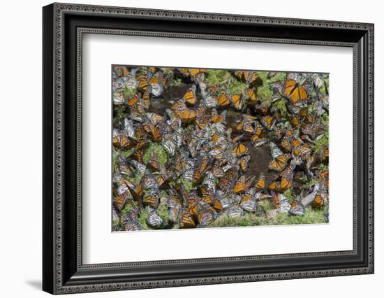 El Rosario Butterfly Reserve, Mexico-Howie Garber-Framed Photographic Print