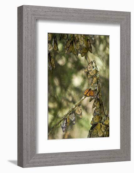 El Rosario Monarch Butterfly Reserve, Michoacan, Angangueilo, Mexico-Howie Garber-Framed Photographic Print