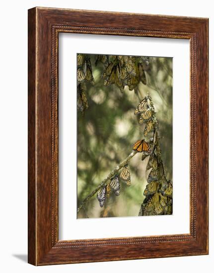 El Rosario Monarch Butterfly Reserve, Michoacan, Angangueilo, Mexico-Howie Garber-Framed Photographic Print