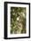 El Rosario Monarch Butterfly Reserve, Michoacan, Angangueilo, Mexico-Howie Garber-Framed Photographic Print