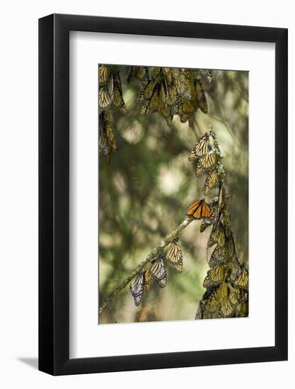 El Rosario Monarch Butterfly Reserve, Michoacan, Angangueilo, Mexico-Howie Garber-Framed Photographic Print