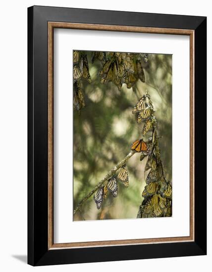 El Rosario Monarch Butterfly Reserve, Michoacan, Angangueilo, Mexico-Howie Garber-Framed Photographic Print