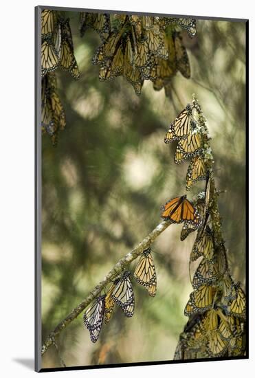 El Rosario Monarch Butterfly Reserve, Michoacan, Angangueilo, Mexico-Howie Garber-Mounted Photographic Print