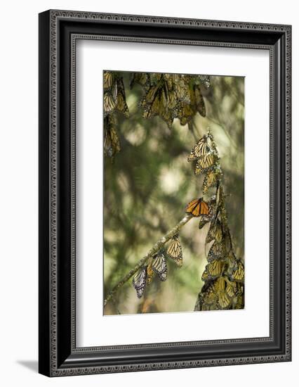 El Rosario Monarch Butterfly Reserve, Michoacan, Angangueilo, Mexico-Howie Garber-Framed Photographic Print