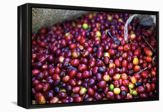 El Salvador, Central America. Carmen Organic Coffee Estate.-Connie Bransilver-Framed Premier Image Canvas