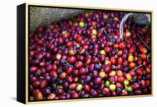 El Salvador, Central America. Carmen Organic Coffee Estate.-Connie Bransilver-Framed Premier Image Canvas