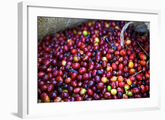 El Salvador, Central America. Carmen Organic Coffee Estate.-Connie Bransilver-Framed Photographic Print