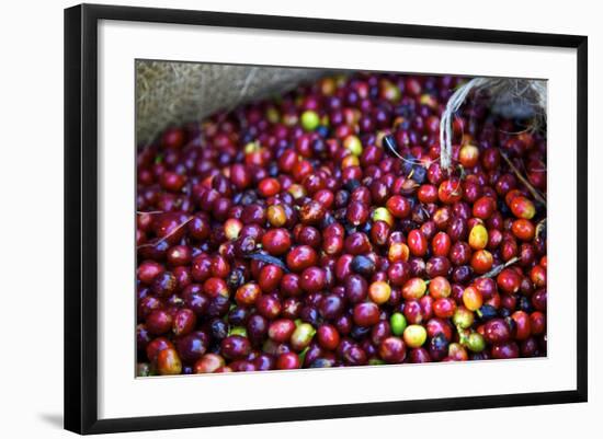 El Salvador, Central America. Carmen Organic Coffee Estate.-Connie Bransilver-Framed Photographic Print