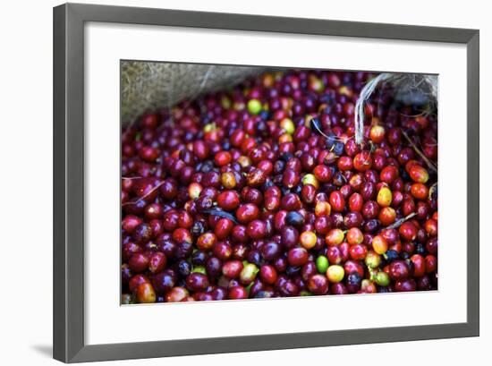 El Salvador, Central America. Carmen Organic Coffee Estate.-Connie Bransilver-Framed Photographic Print