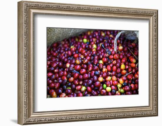 El Salvador, Central America. Carmen Organic Coffee Estate.-Connie Bransilver-Framed Photographic Print