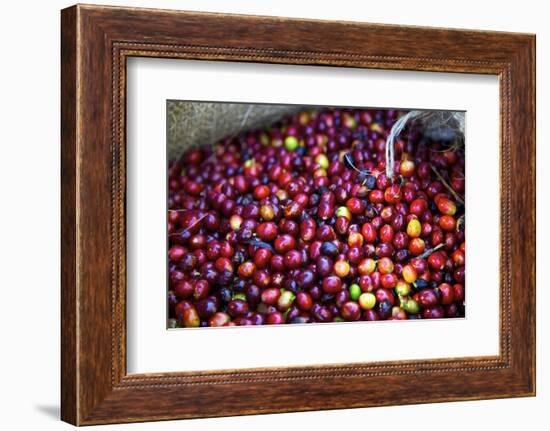 El Salvador, Central America. Carmen Organic Coffee Estate.-Connie Bransilver-Framed Photographic Print