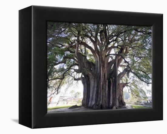 El Tule Tree, the Worlds Largest Tree By Circumference, Oaxaca State, Mexico, North America-Christian Kober-Framed Premier Image Canvas